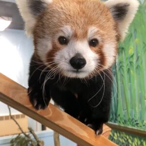 Good Zoo Red Panda