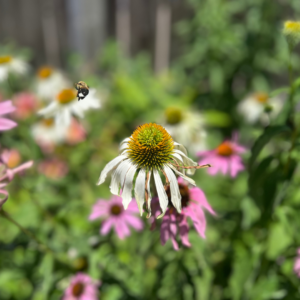 LillyB-WVChamber-Charleston-Pollinator