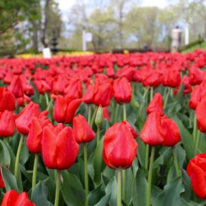 Oglebay Tulips