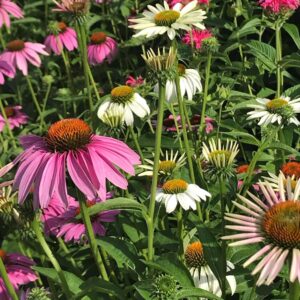 Scenes-From-WV-Chambers-Pollinator-Garden-2