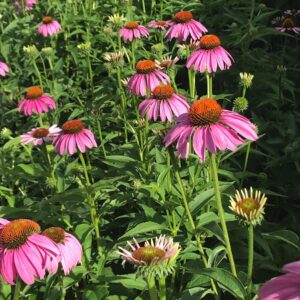 Scenes-From-WV-Chambers-Pollinator-Garden