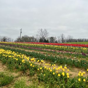 Lilly Barickman-Gritts Farm