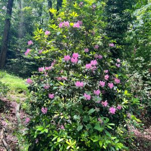 Lilly Barickman-Rhododendron