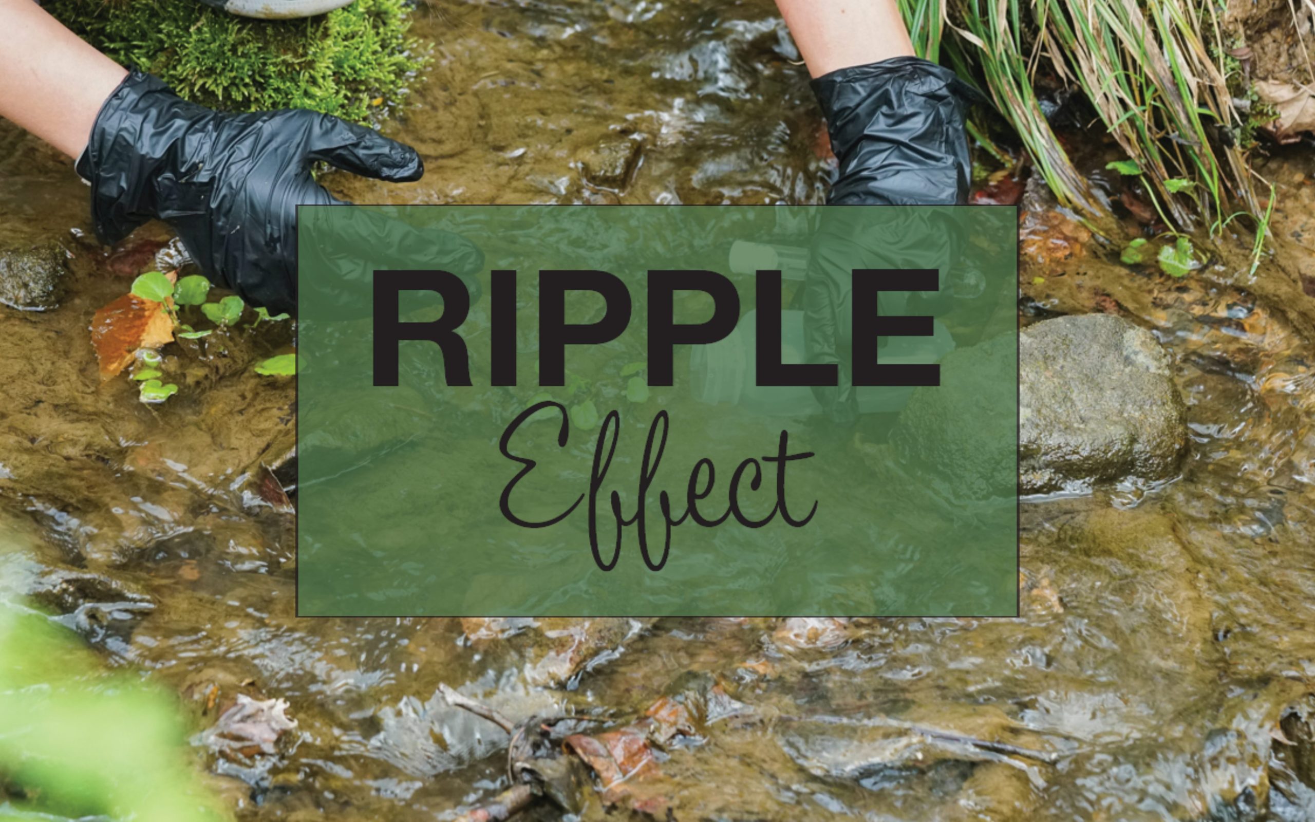 Ripple Effect